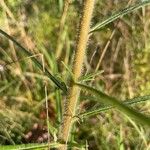 Helianthus angustifolius Kora