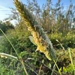 Phalaris aquatica Fleur