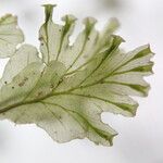 Trichomanes erosum Folha