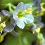 Polemonium vanbruntiae Цветок