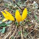 Sternbergia luteaFlower