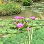 Nymphaea rubra Flor