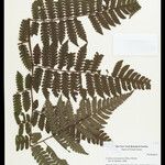 Cyathea surinamensis Лист