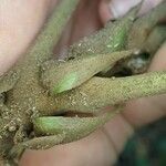 Cola rostrata Bark