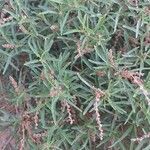 Amaranthus muricatus Blad