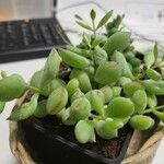 Cotyledon pendens Yaprak