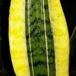 Sansevieria trifasciataЛист