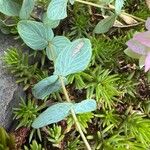 Origanum rotundifolium Leaf