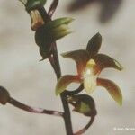Chrysoglossum ornatum Flower