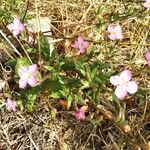 Oenothera rosea Blatt