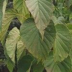 Davidia involucrata List