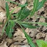 Biscutella intermedia Leaf