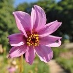 Dahlia merckii Flower