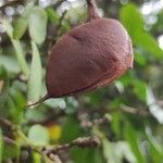 Schotia latifolia Fruto