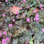 Persicaria capitata Fleur