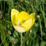 Tulipa billietiana Flower