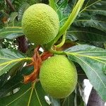 Artocarpus altilis Hedelmä