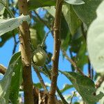 Solanum wrightii Φρούτο