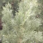 Cupressus sempervirens Blatt