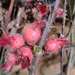 Sabicea pilosa Fruit