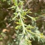 Genista scorpius Leaf