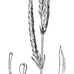 Crucianella angustifolia autre