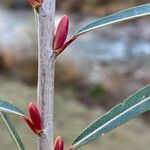 Salix purpurea Листок