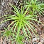 Dracophyllum verticillatum ᱥᱟᱠᱟᱢ