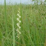 Spiranthes vernalis Habitus