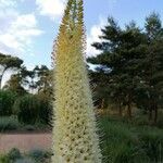 Eremurus robustus Flower