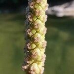 Potamogeton nodosus 花