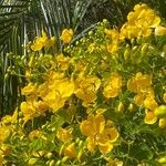 Senna pendula Blomst