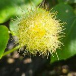 Passiflora foetida Květ