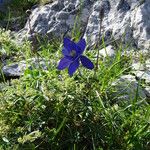 Aquilegia pyrenaica Habitus