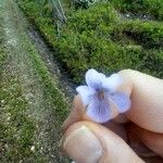Viola palustris Цвят
