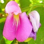 Leptospron adenanthum Λουλούδι