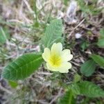 Primula elatior Flower