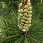 Pinus mugo 花