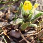 Arnebia decumbens Habitat