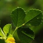Medicago truncatula Leaf