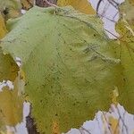 Corylus colurna Leaf