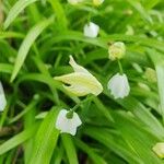 Allium paradoxum 花