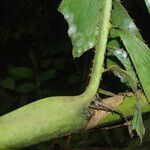 Eremospatha wendlandiana Fruit