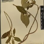 Rauvolfia serpentina その他の提案