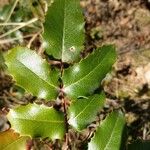 Berberis aquifoliumBlad