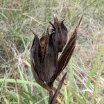 Iris reichenbachiana Ovoce