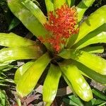 Aechmea weilbachii 葉