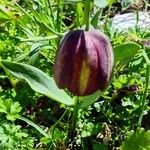 Fritillaria graeca Цвят