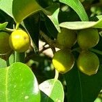 Ficus benjamina ഫലം