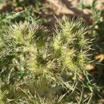 Cardopatium corymbosum Hábito